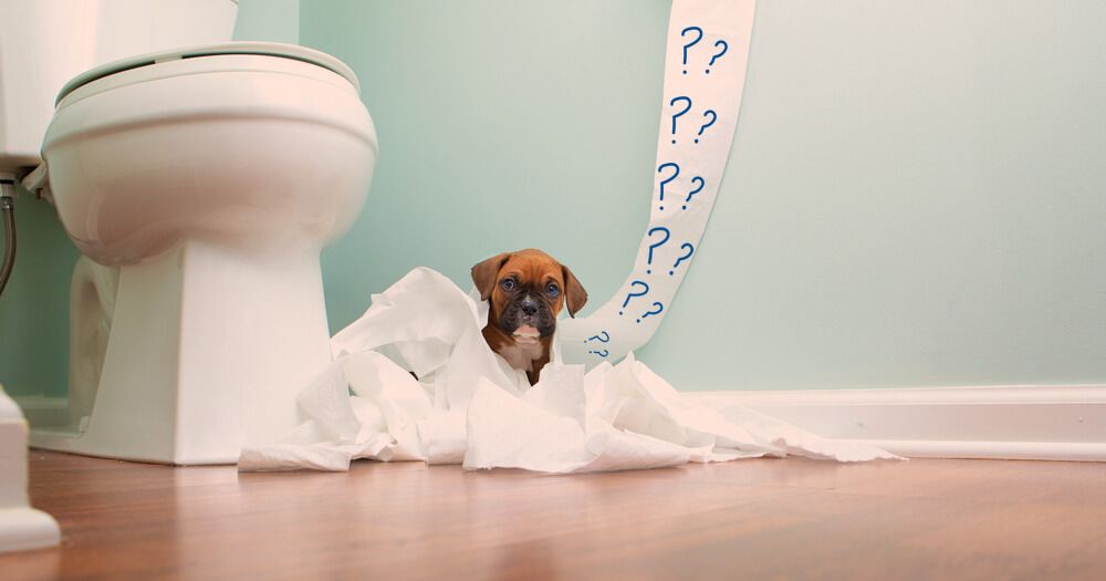 7 Puppy Toilet Training Tips